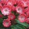 Kalmia Latifolia Pinkobello - Laurier Des Montagnes Rose Vif 1 Kalmia Latifolia Pinkobello - Laurier Des Montagnes Rose Vif -Jardin Soldes kalmia latifolia pinkobello 781989 1 1