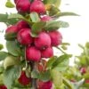 Malus Appletini (Gulliver) - Pommier D'ornement -Jardin Soldes malus appletini gulliver 15594 1