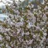 Cerisier à Fleurs Nain Du Japon - Prunus Incisa Kojo No Mai -Jardin Soldes prunus incisa kojo no mai 7930 1