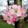Cerisier Ă Fleurs Du Japon Nain - Prunus Incisa Paean 1 Cerisier Ă Fleurs Du Japon Nain - Prunus Incisa Paean -Jardin Soldes prunus incisa paean 84222 1