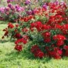Rosier Couvre-sol Rouge Cascade 1 Rosier Couvre-sol Rouge Cascade -Jardin Soldes rosier couvre sol rouge cascade en racines nues 85820 1