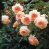 Rosier David Austin A Shropshire Lad 2 Rosier David Austin A Shropshire Lad -Jardin Soldes rosier david austin a shropshire lad 665312 1