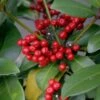 Skimmia Japonica Veitchii 2 Skimmia Japonica Veitchii -Jardin Soldes skimmia japonica veitchii ld tonyrodd 7845 1