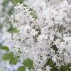 Lilas Nain - Syringa Meyeri Flowerfesta White 1 Lilas Nain - Syringa Meyeri Flowerfesta White -Jardin Soldes syringa meyeri flowerfesta white 84342 1